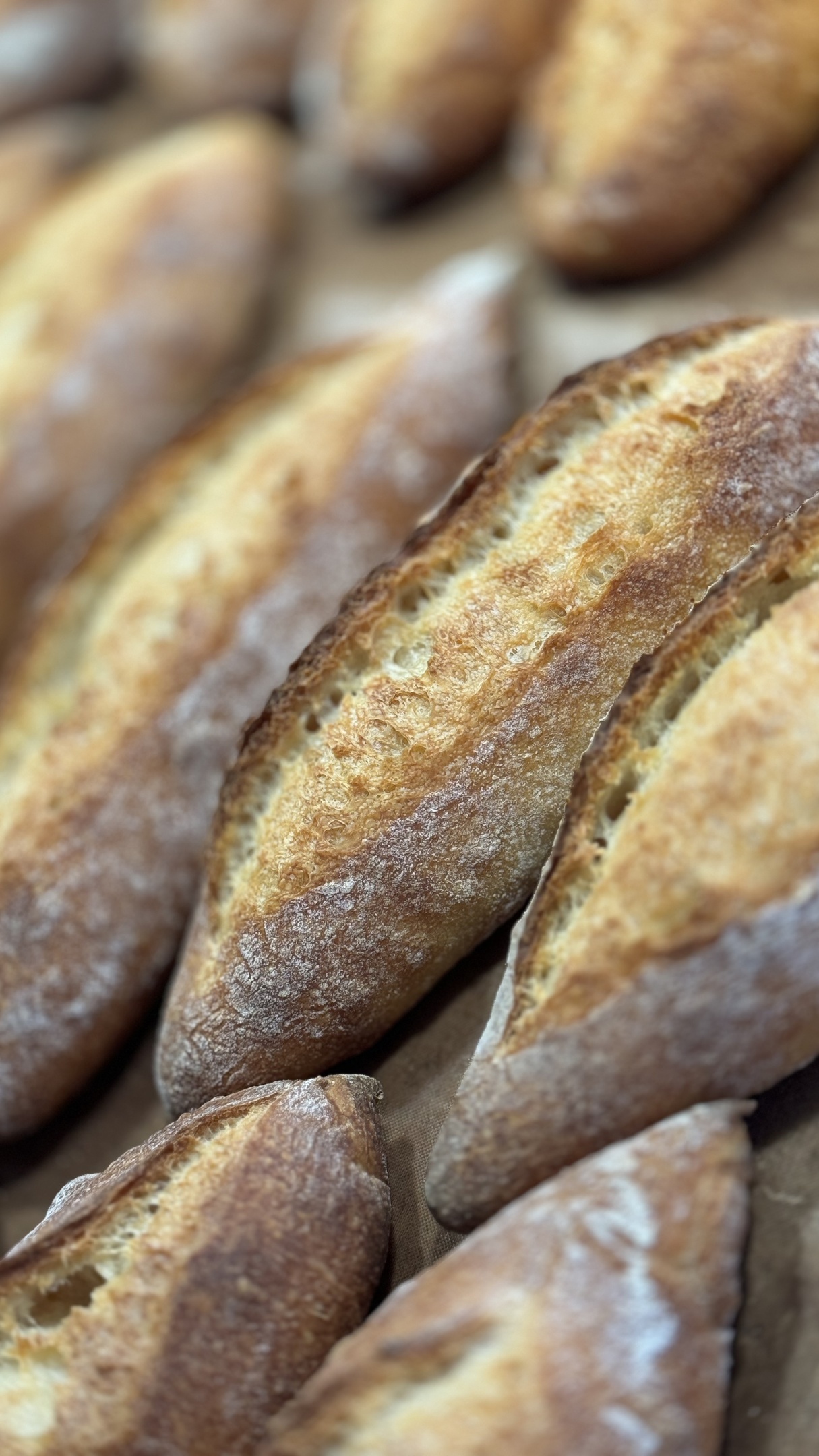 PANEUM 145 Baguette de tradition francaise